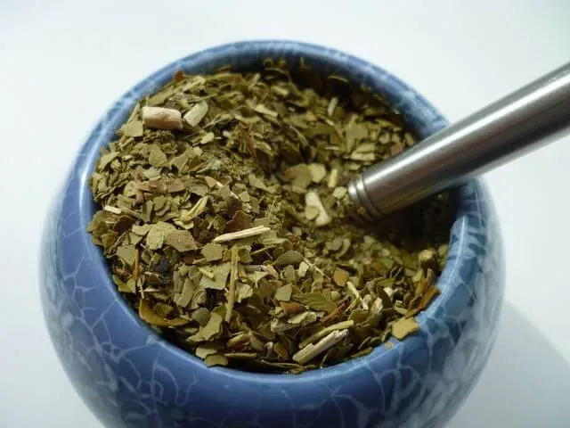 Mate aus einem Calabaza trinken